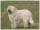 Komondor - CHS Komondor Kennel /CZ/